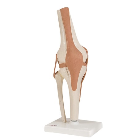 Fabrication Enterprises Fabrication Enterprises 12-4511 Anatomical Model - Functional Knee Joint 953984